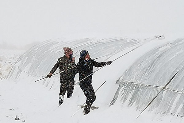 第五管理区“以雪为令”保春播.jpg